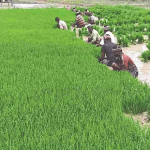 ranipet ,agricultural news 1
