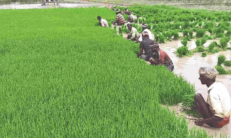 ranipet ,agricultural news 1