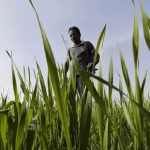 ranipet agricultural news 3