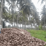 ranipet agricultural news 4