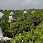 ranipet agricultural news 6